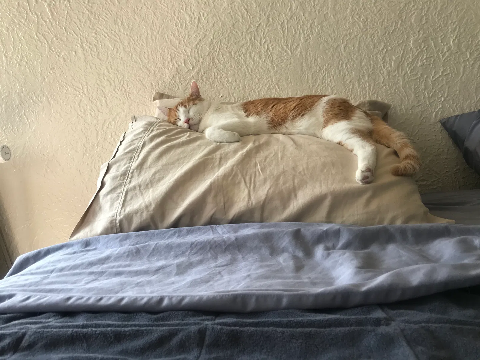 Lost cat in Milwaukee, WI, 53202