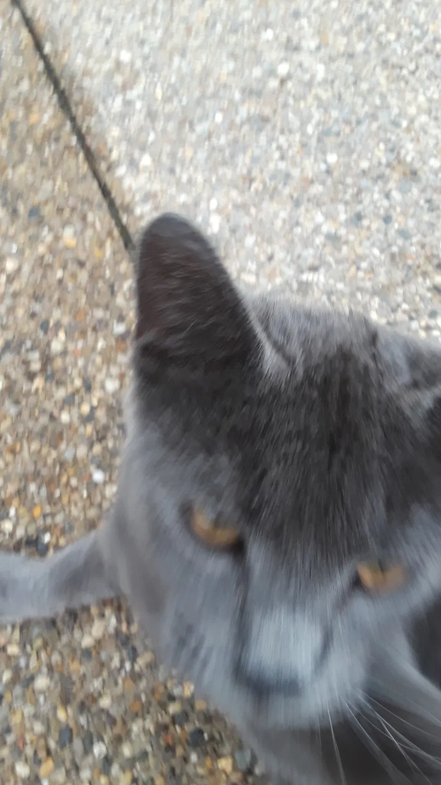 Lost cat in Indianapolis, IN, 46241