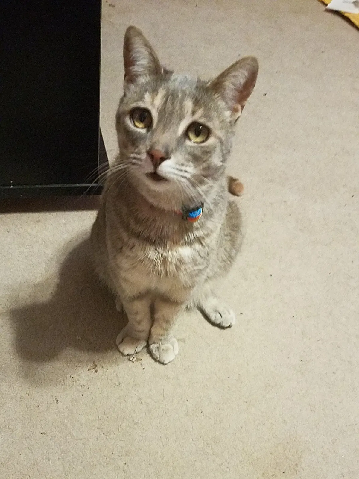 Lost cat in Frankenmuth, MI, 48734