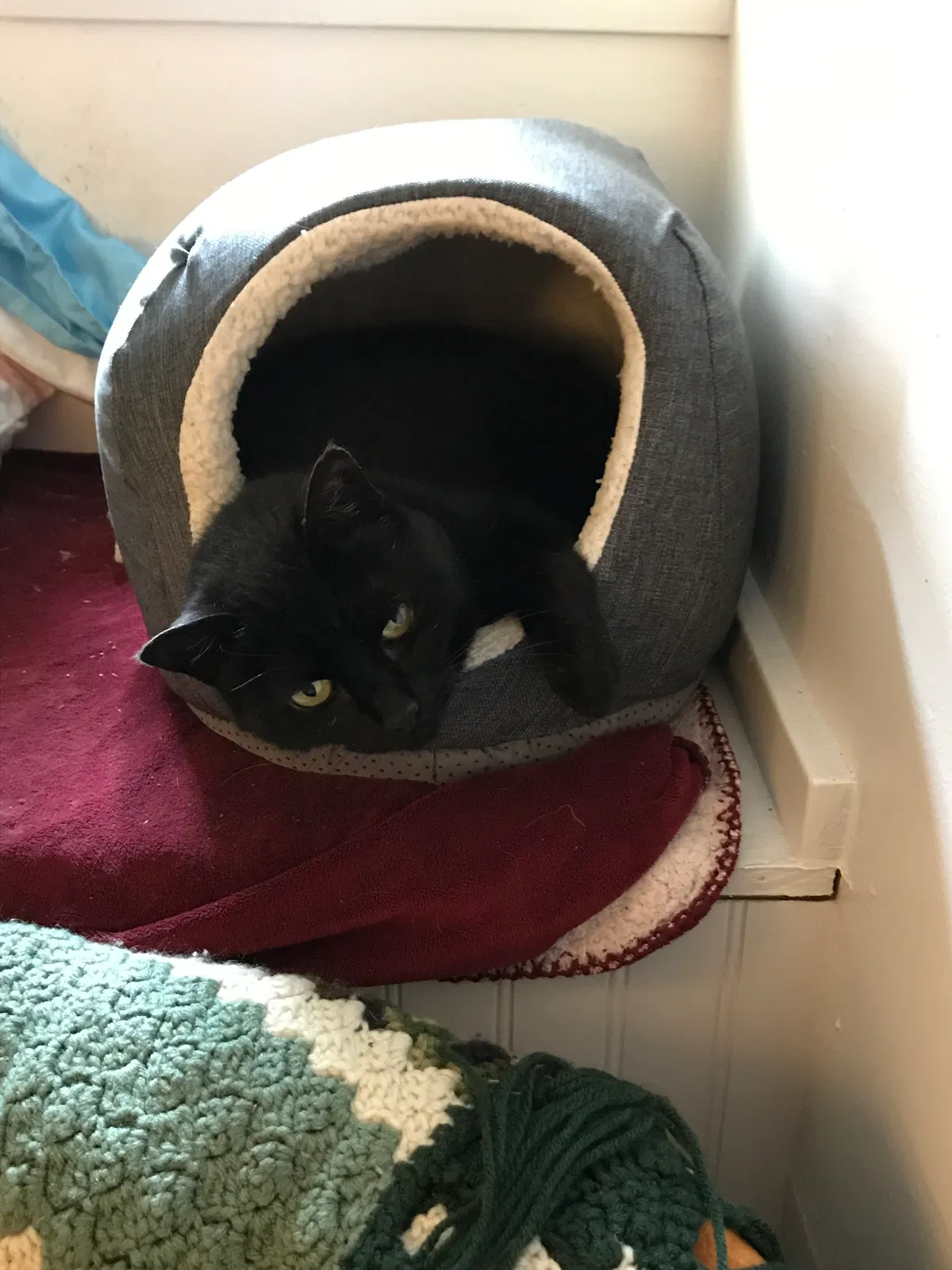 Lost cat in Alameda, CA, 94501
