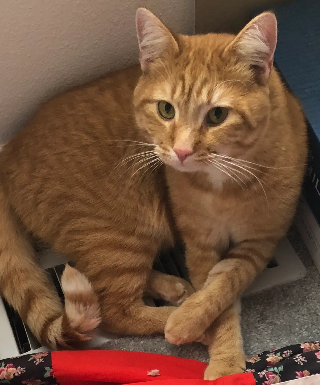 Lost cat in Vancouver, WA, 98682