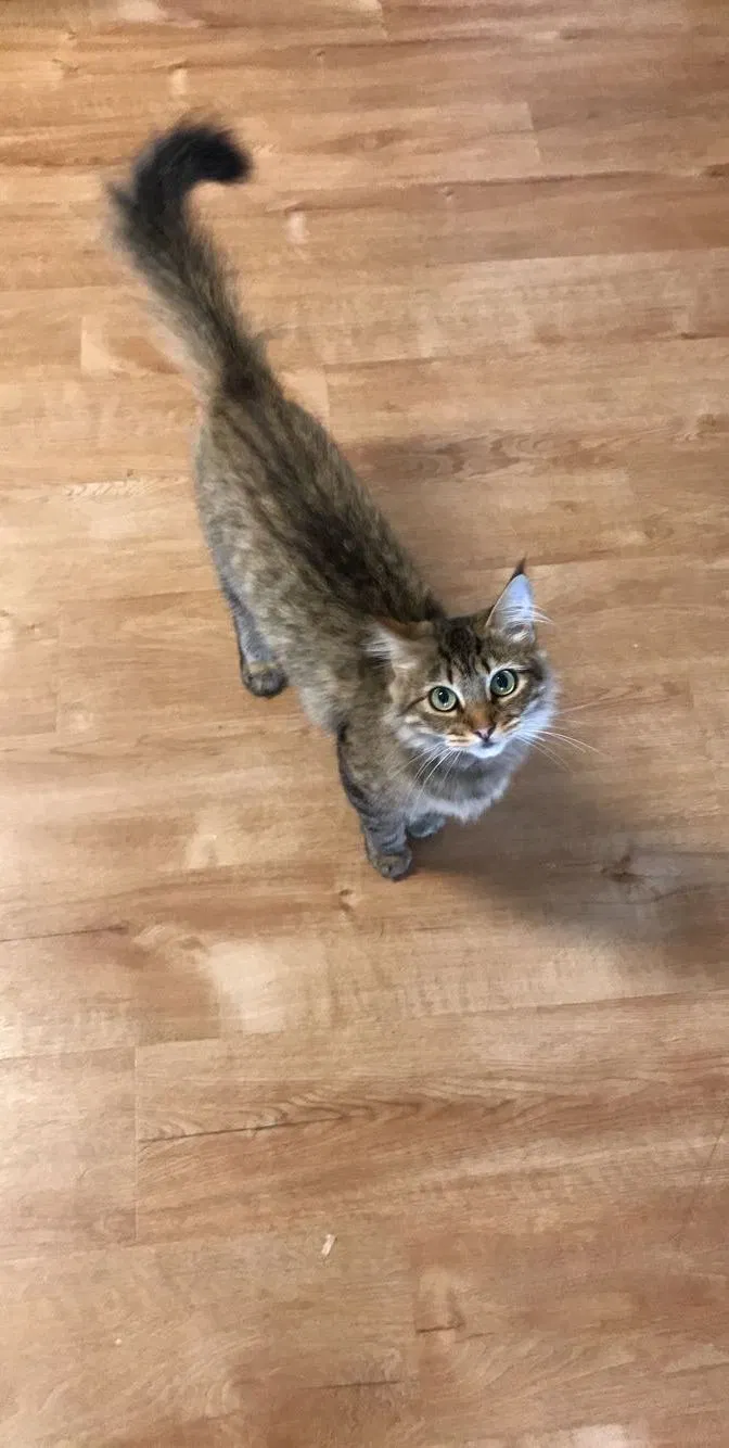 Lost cat in Corpus Christi, TX, 78418