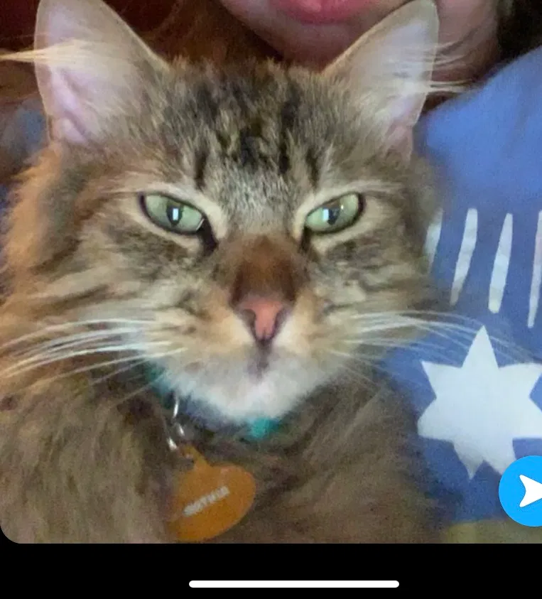 Lost cat in Corpus Christi, TX, 78418