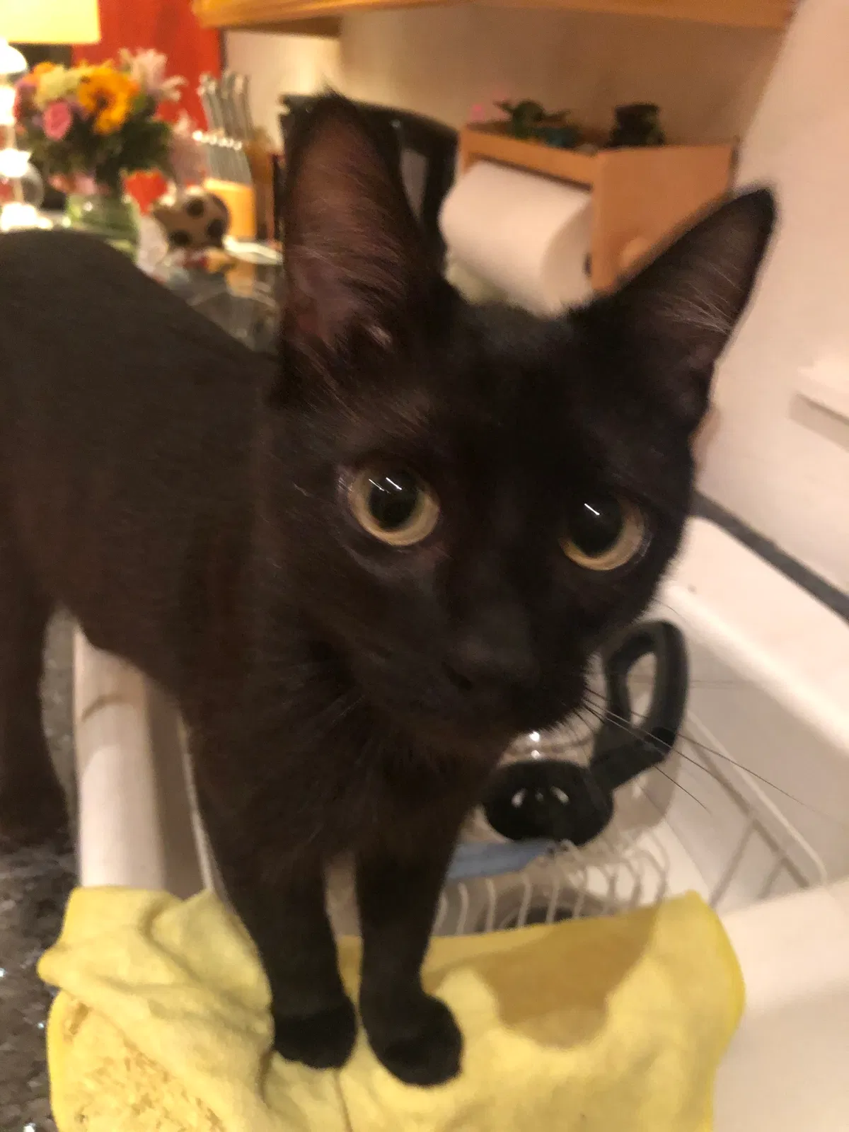 Lost cat in Corpus Christi, TX, 78411