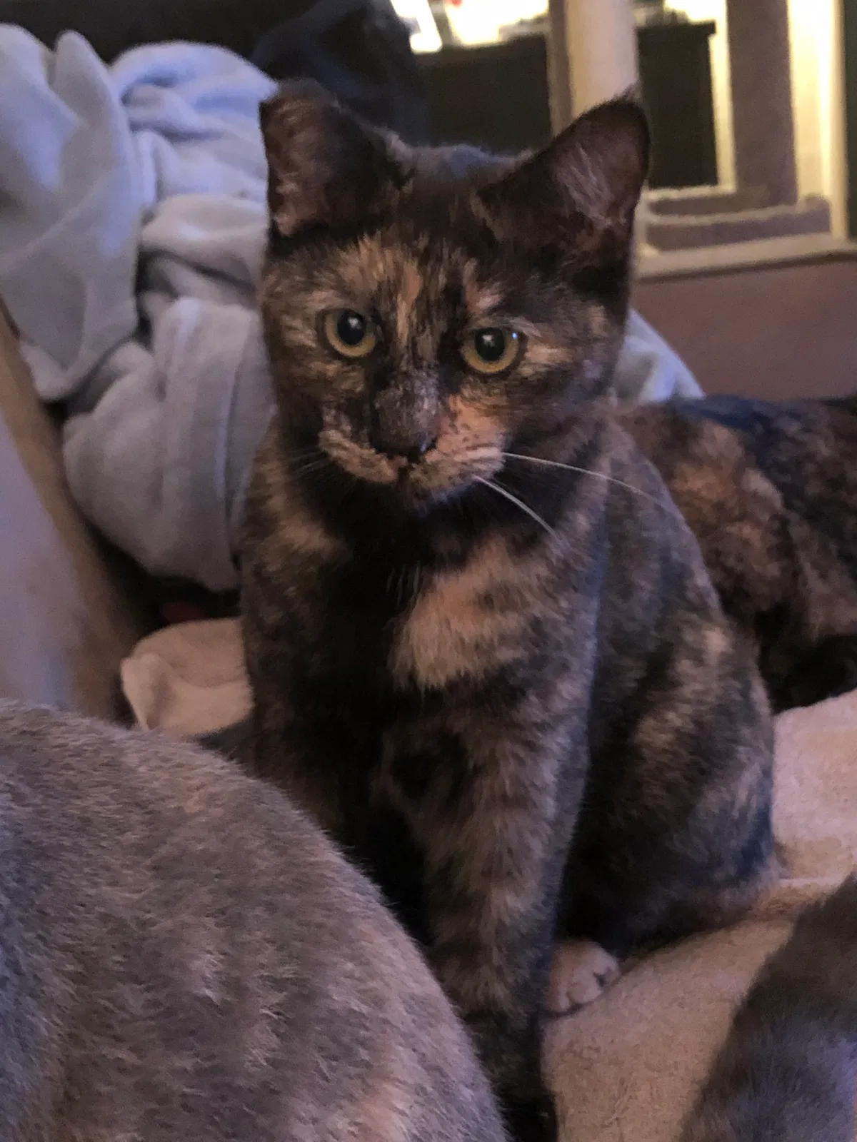 Lost cat in Torrance, CA, 90502