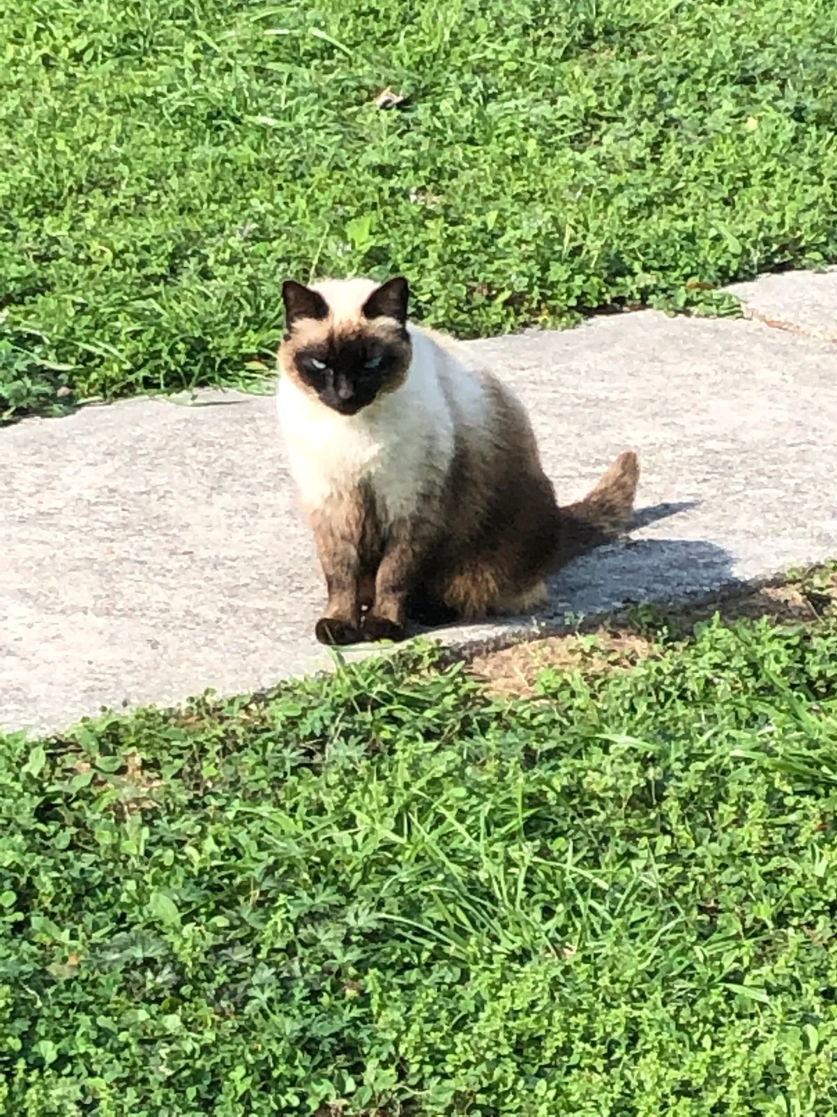 Lost cat in Pensacola, FL, 32503