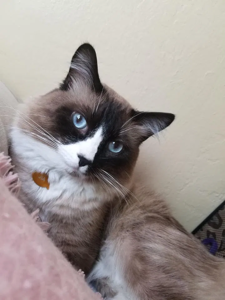 Lost cat in Lemoore, CA, 93245
