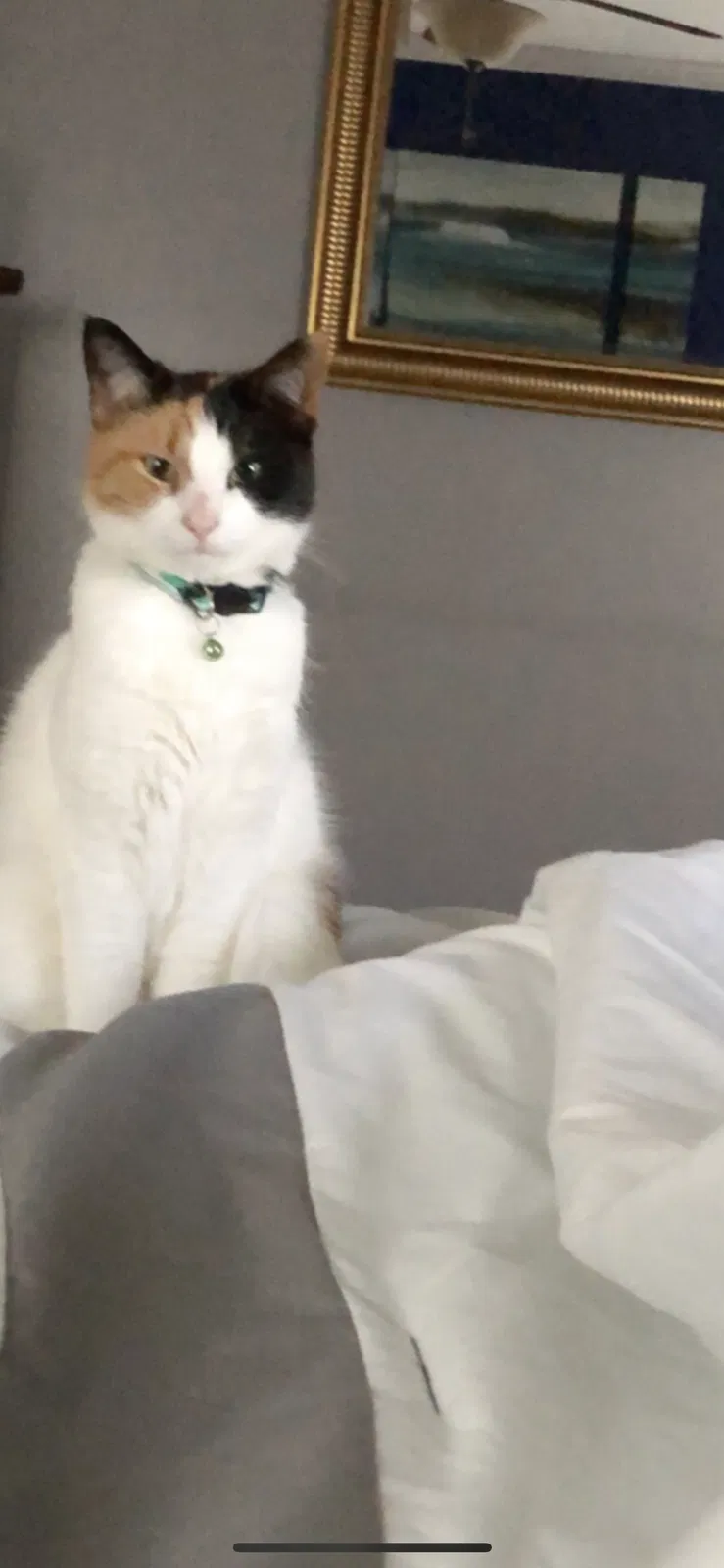 Lost cat in Hendersonville, NC, 28739