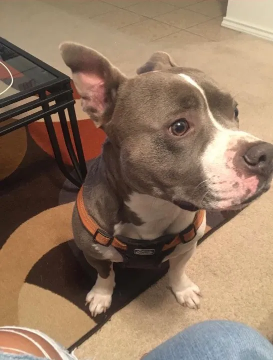 Lost dog in Killeen, TX, 76543