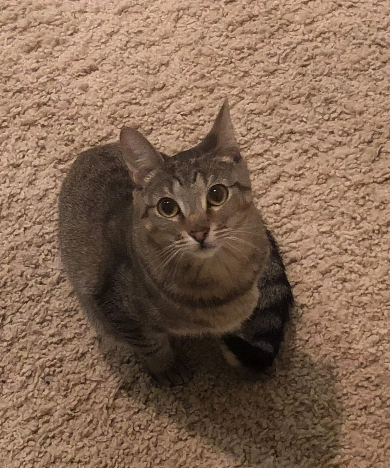 Lost cat in Valencia, CA, 91354