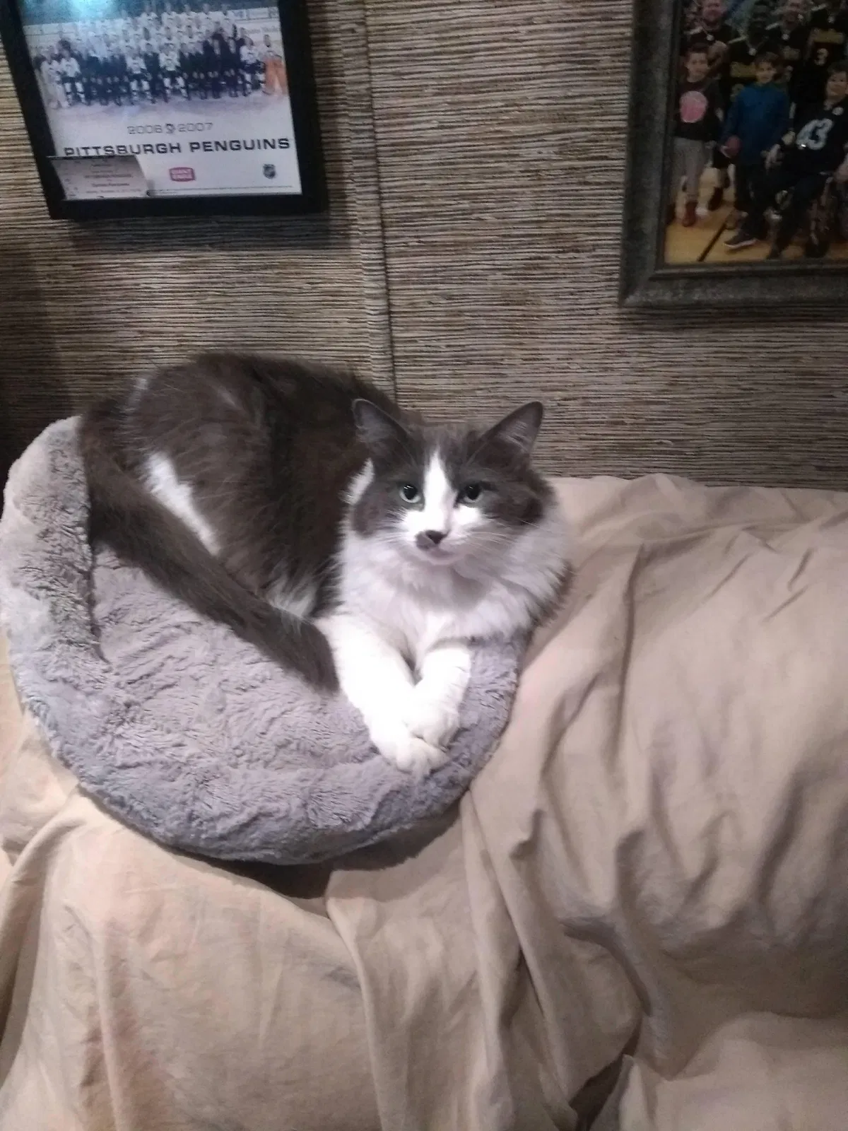 Lost cat in Greensburg, PA, 15601