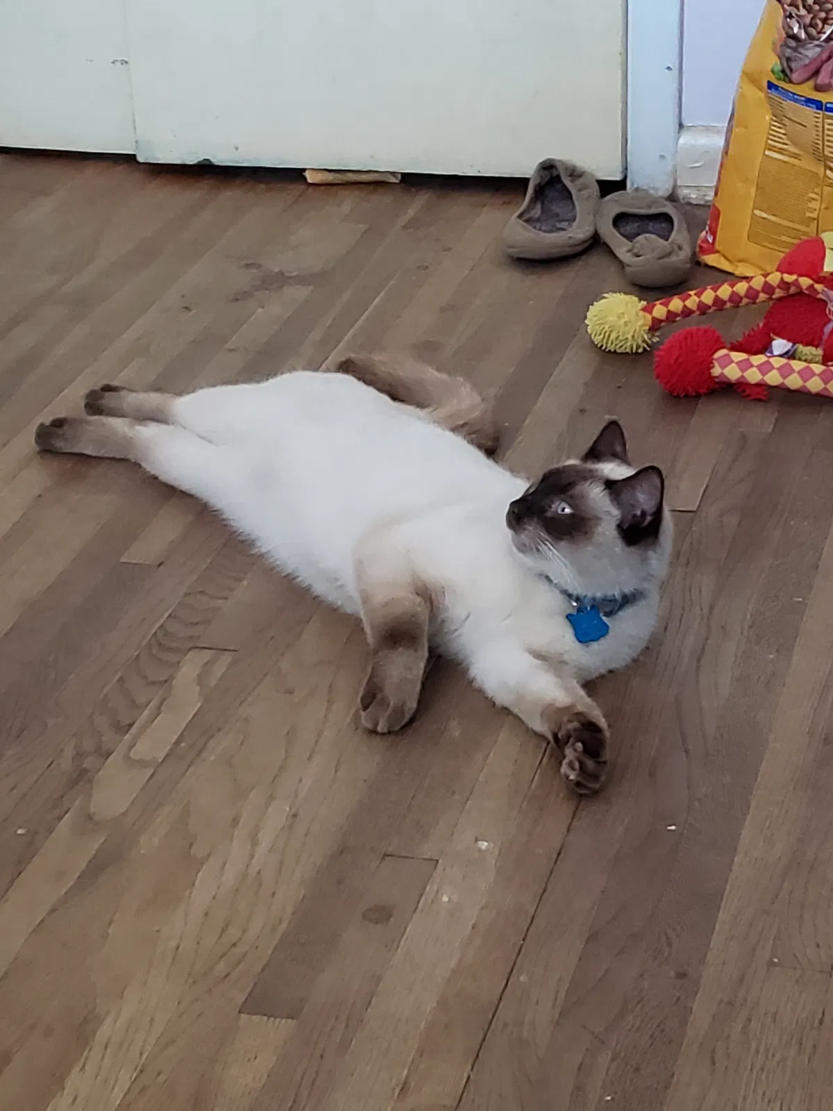 Lost cat in Titusville, FL, 32780