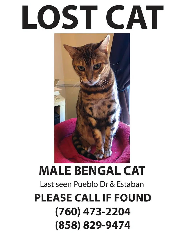 Lost cat in Valencia, CA, 91355