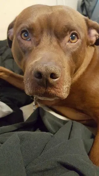 Found dog in Riverside, CA, 92507