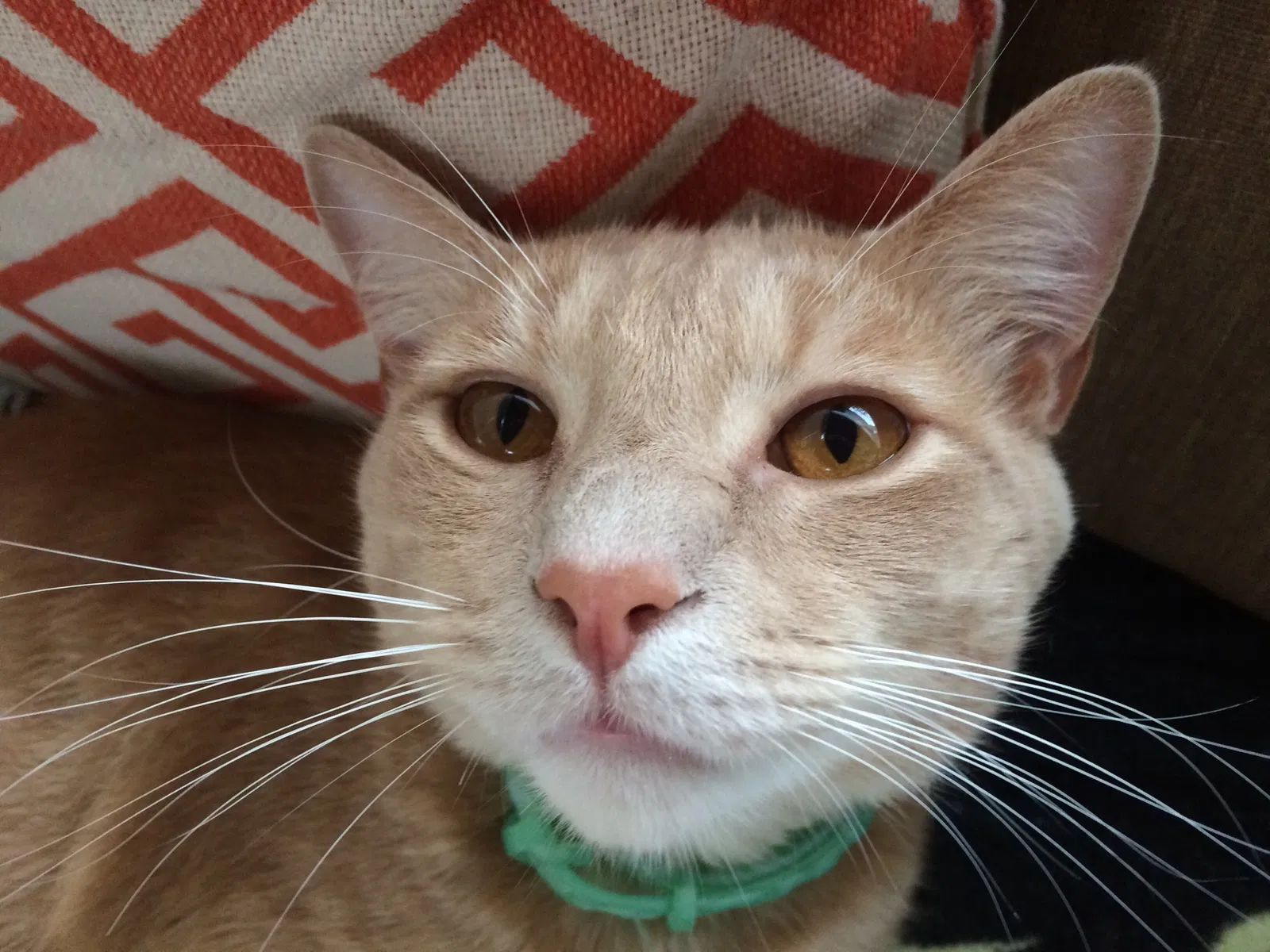 Lost cat in Jonesborough, TN, 37659