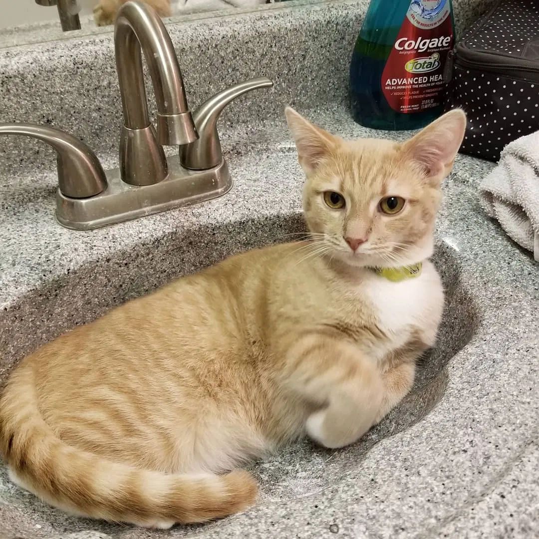 Lost cat in Greeneville, TN, 37745
