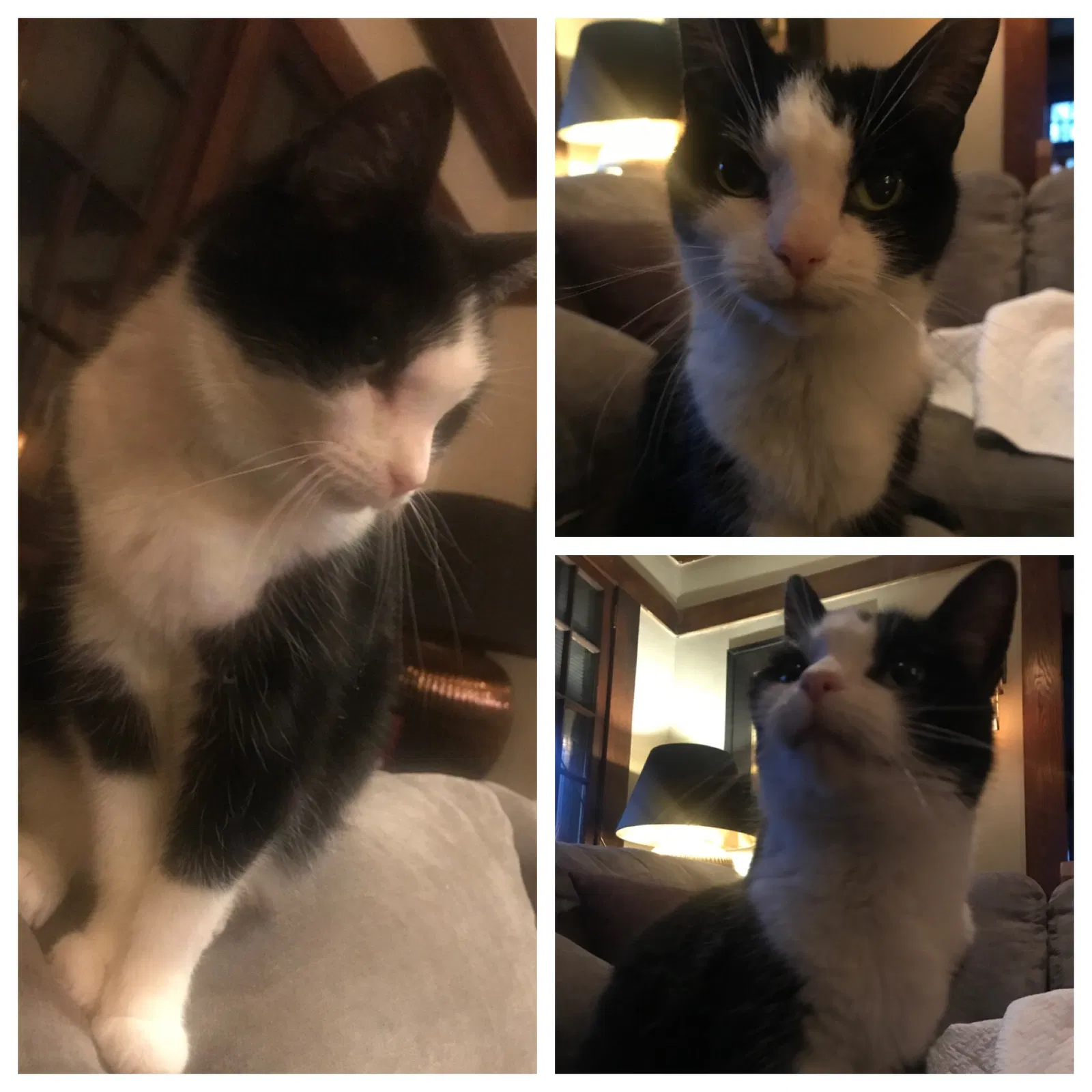 Lost cat in Columbus, OH, 43201