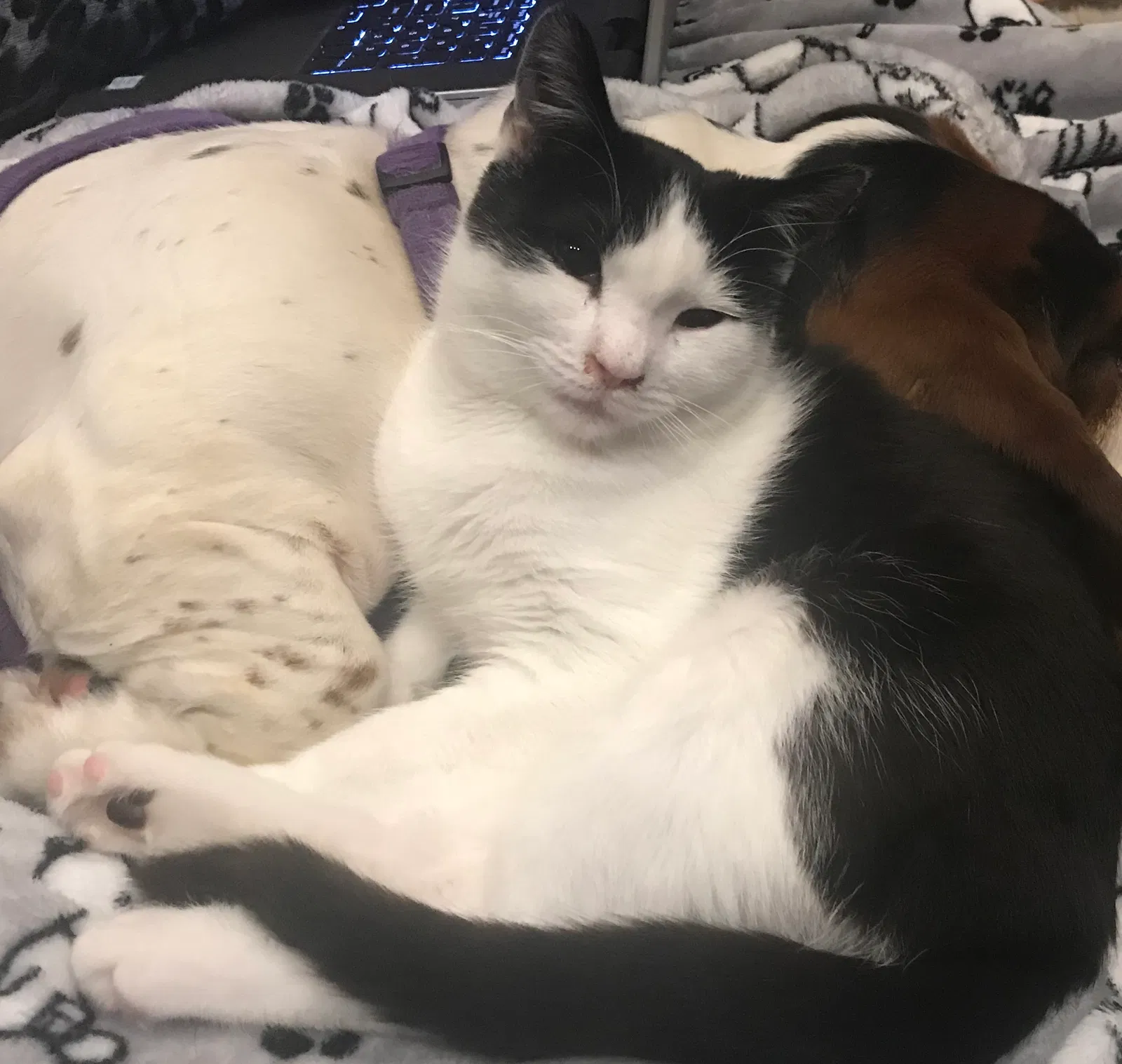 Lost cat in Germantown, OH, 45327