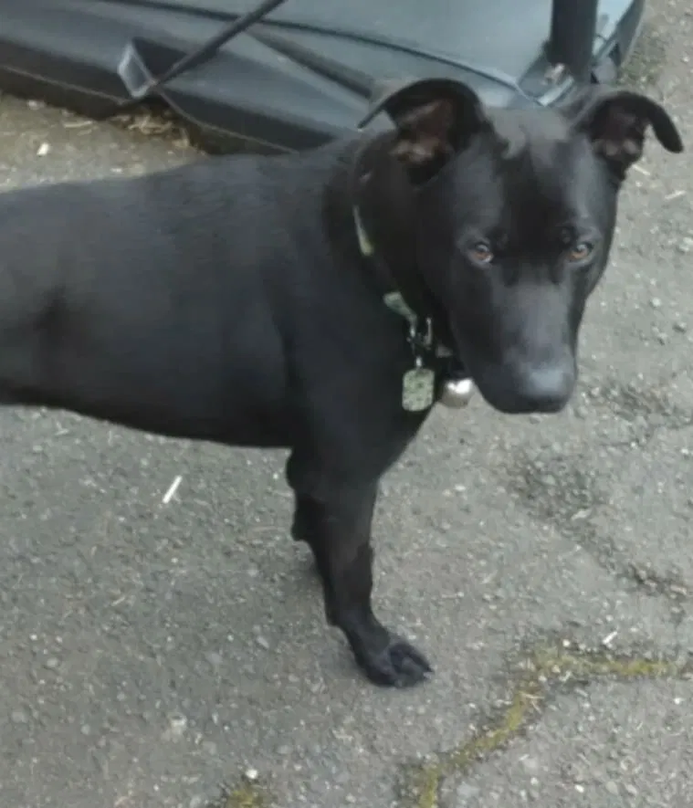 Lost dog in Portland, OR, 97227