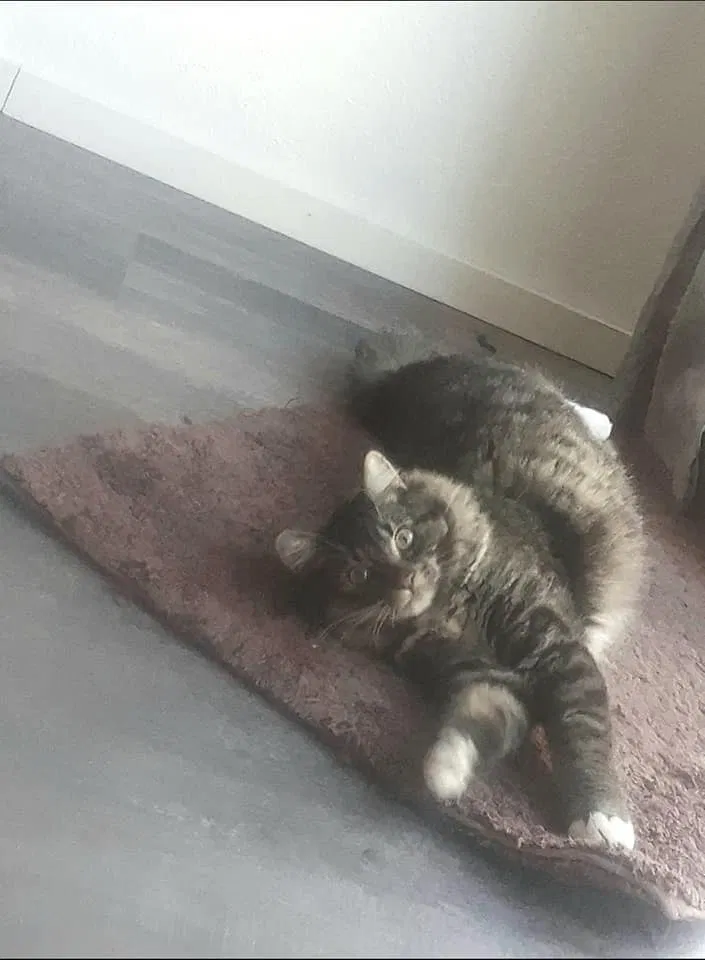 Lost cat in Sumas, WA, 98295