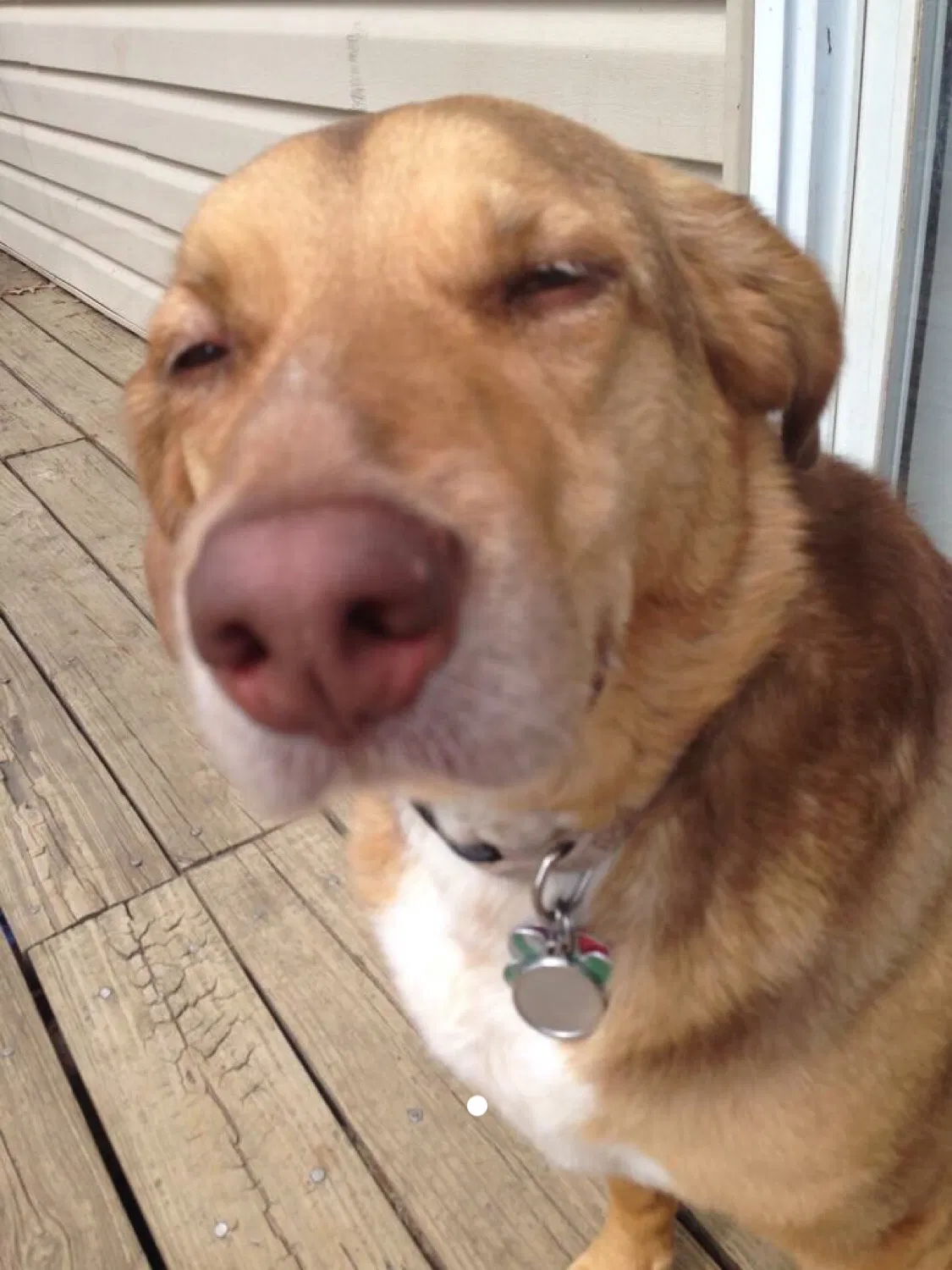 Lost dog in Russellville, AL, 35653