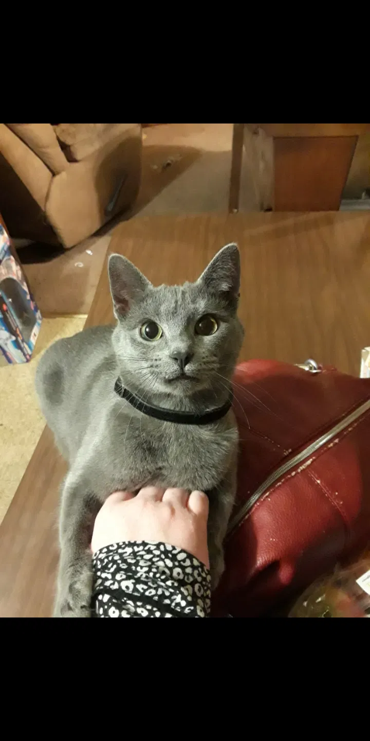 Lost cat in Coraopolis, PA, 15108