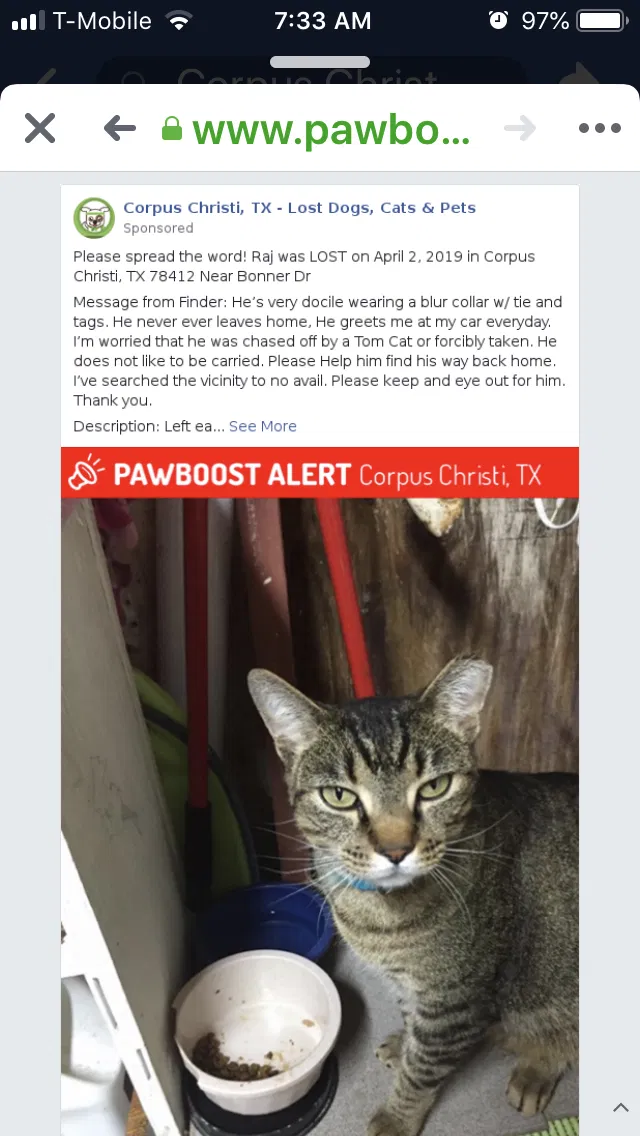 Lost cat in Corpus Christi, TX, 78412