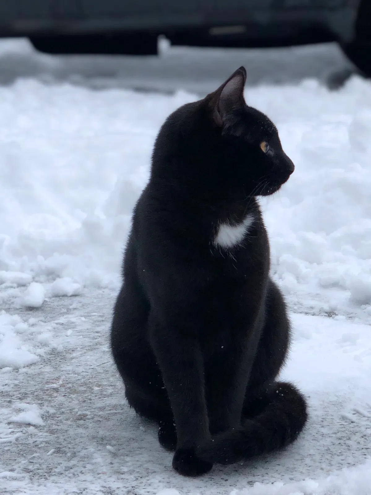 Lost cat in Woodinville, WA, 98077