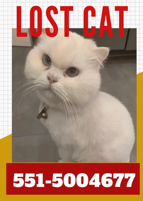 Lost cat in Glen Rock, NJ, 7452