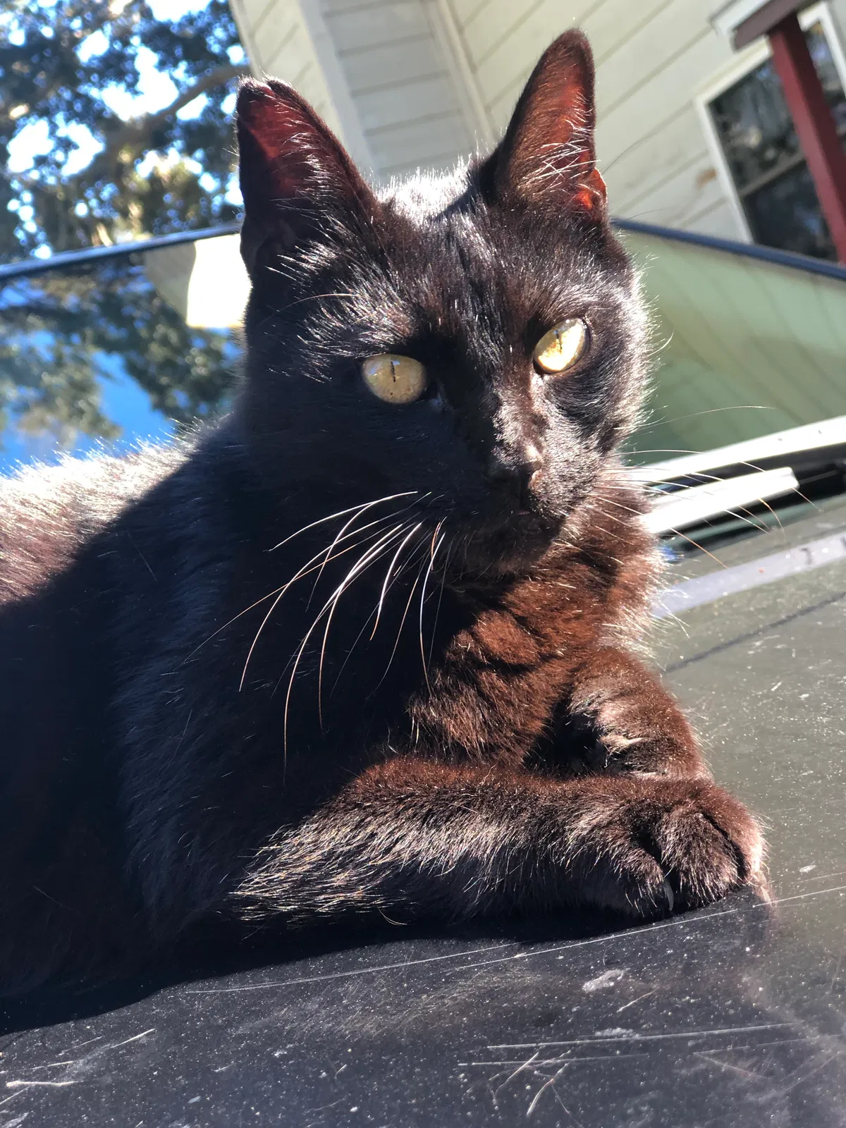 Lost cat in Saint Augustine, FL, 32086