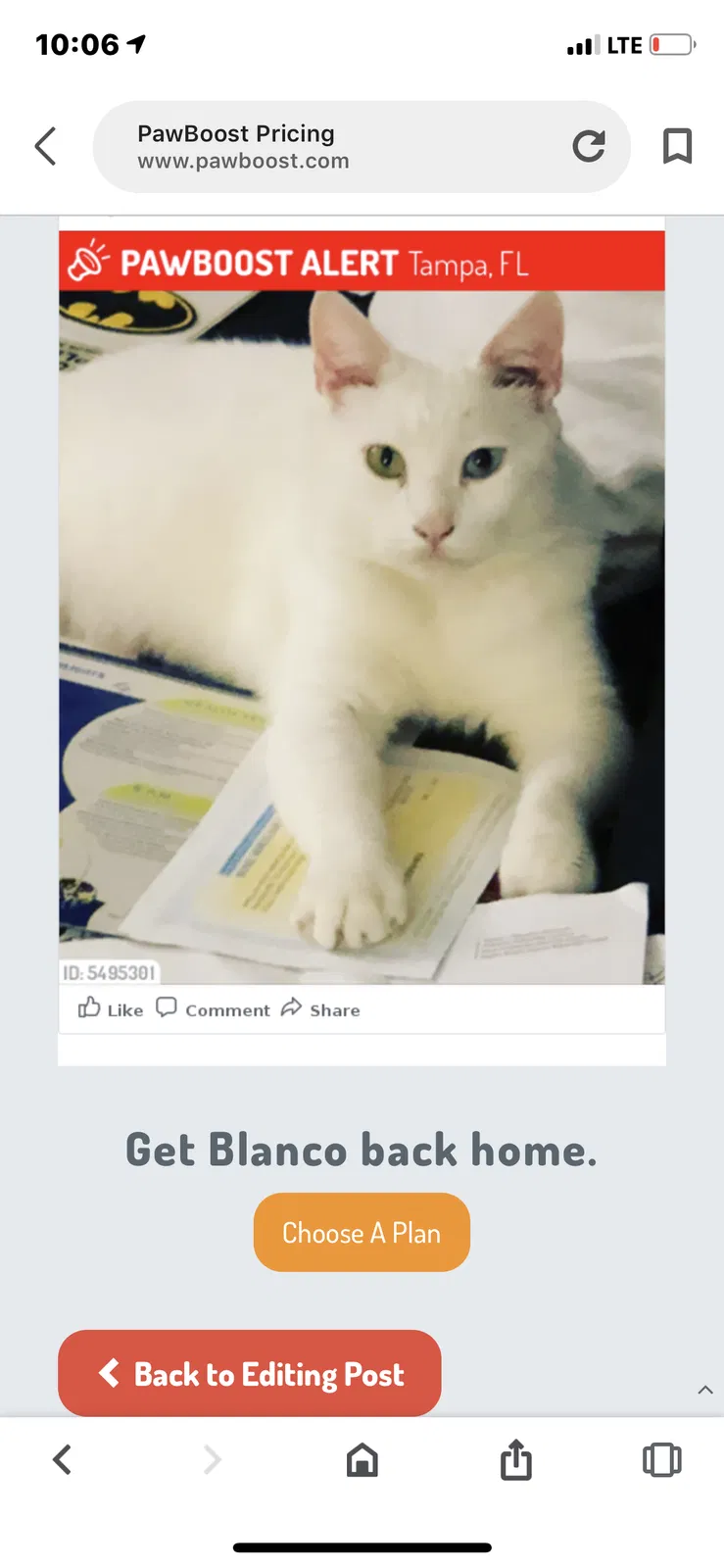 Lost cat in Tampa, FL, 33617