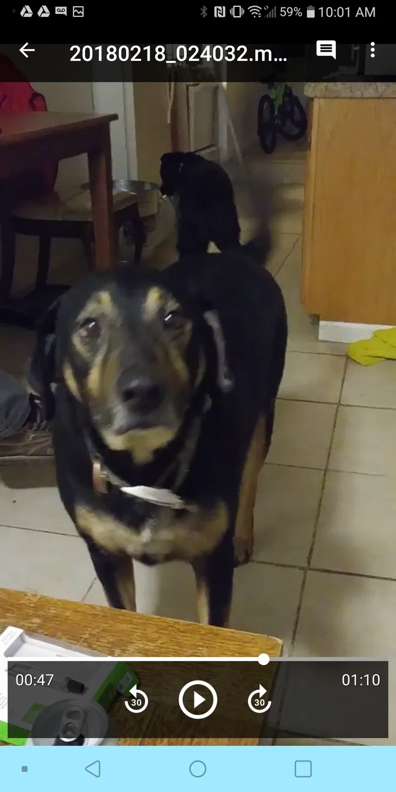 Lost dog in Indianapolis, IN, 46221