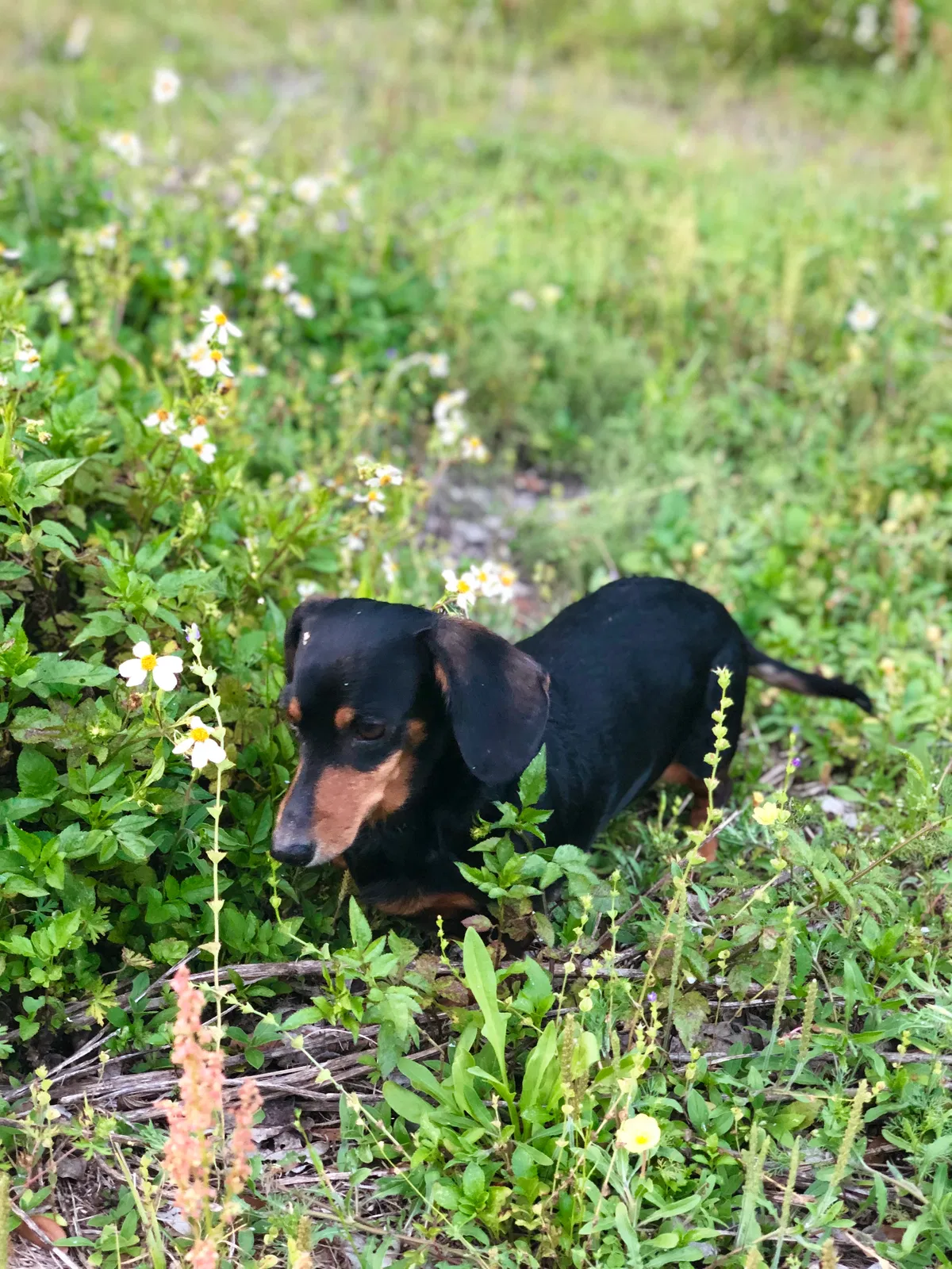 Lost dog in Archer, FL, 32618