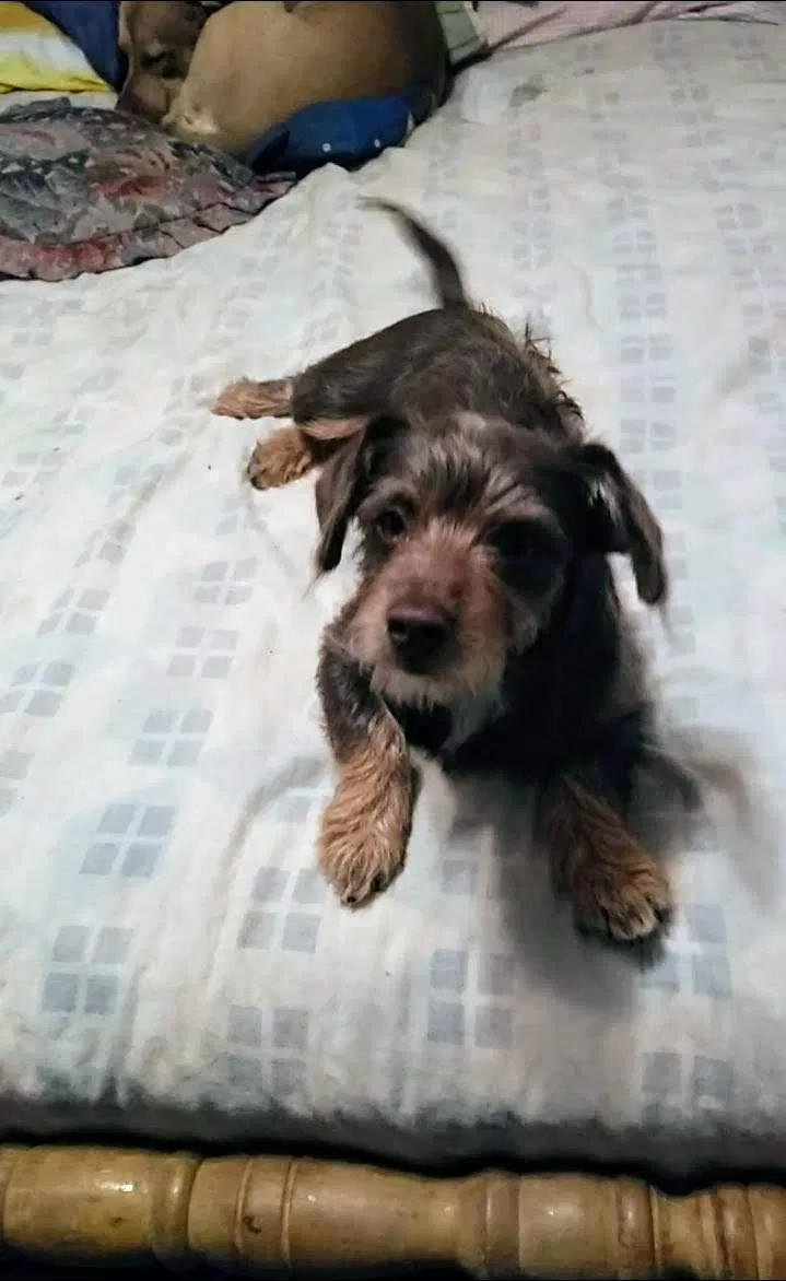 Lost dog in Mountainburg, AR, 72946