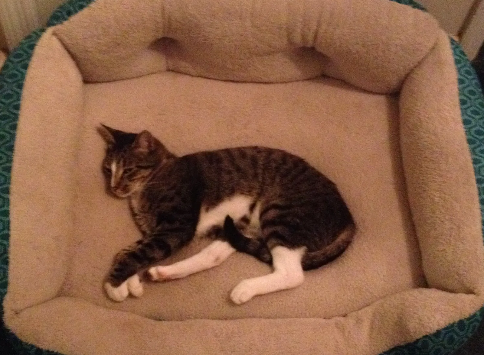 Lost cat in Athens, GA, 30606