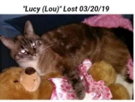 Lost cat in Troy, NY, 12180