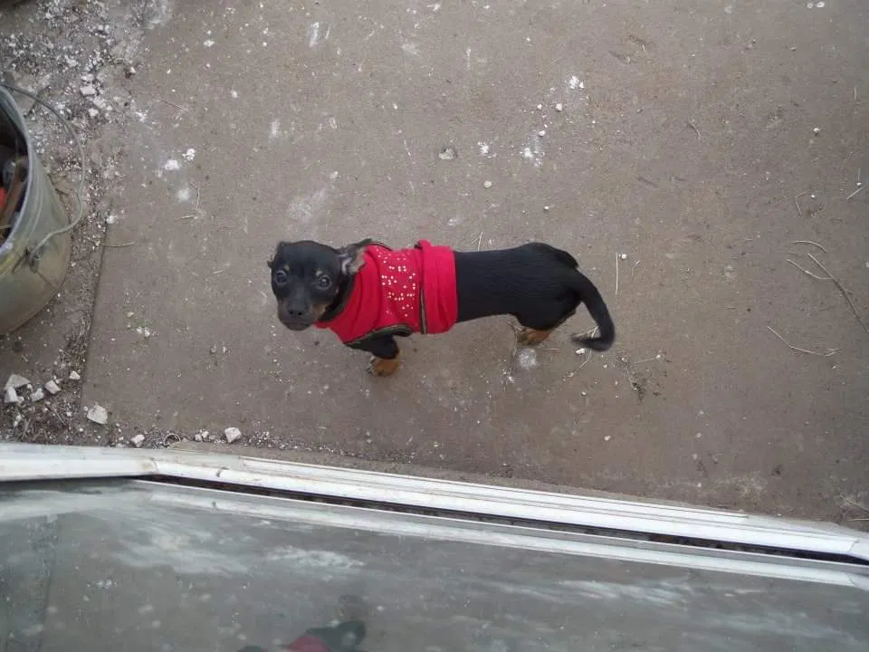 Lost dog in Amarillo, TX, 79118
