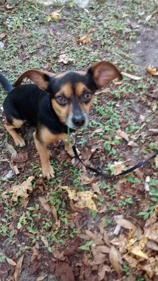 Lost dog in Tampa, FL, 33619