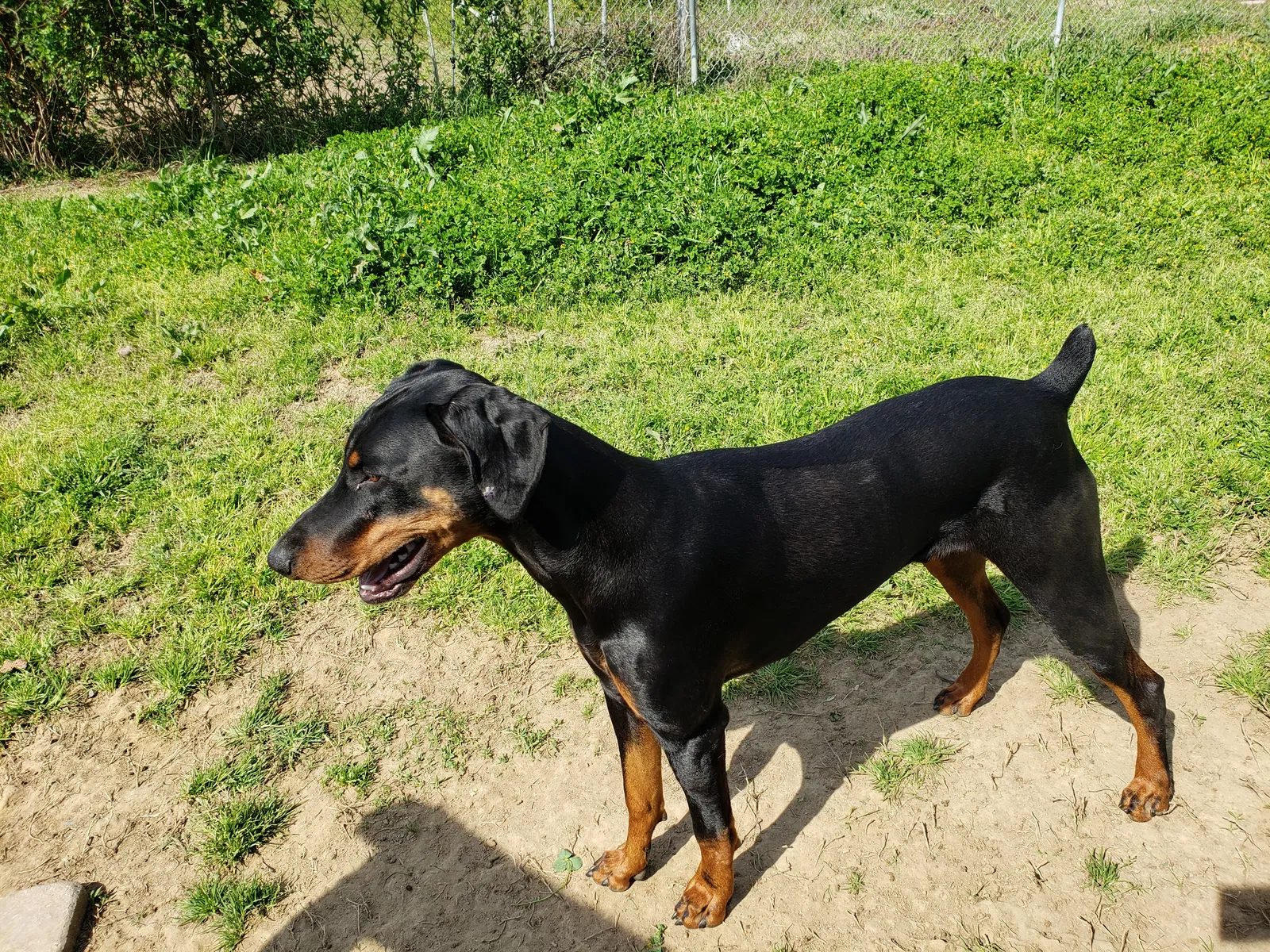 Lost dog in York, SC, 29745