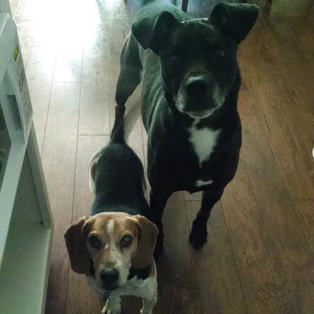 Lost dog in Sherwood, AR, 72120