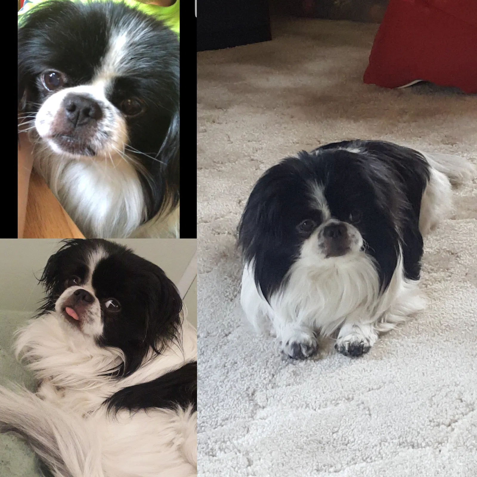 Lost dog in Dearborn, MI, 48124