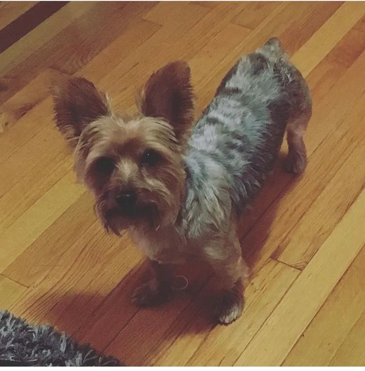 Lost dog in Detroit, MI, 48227