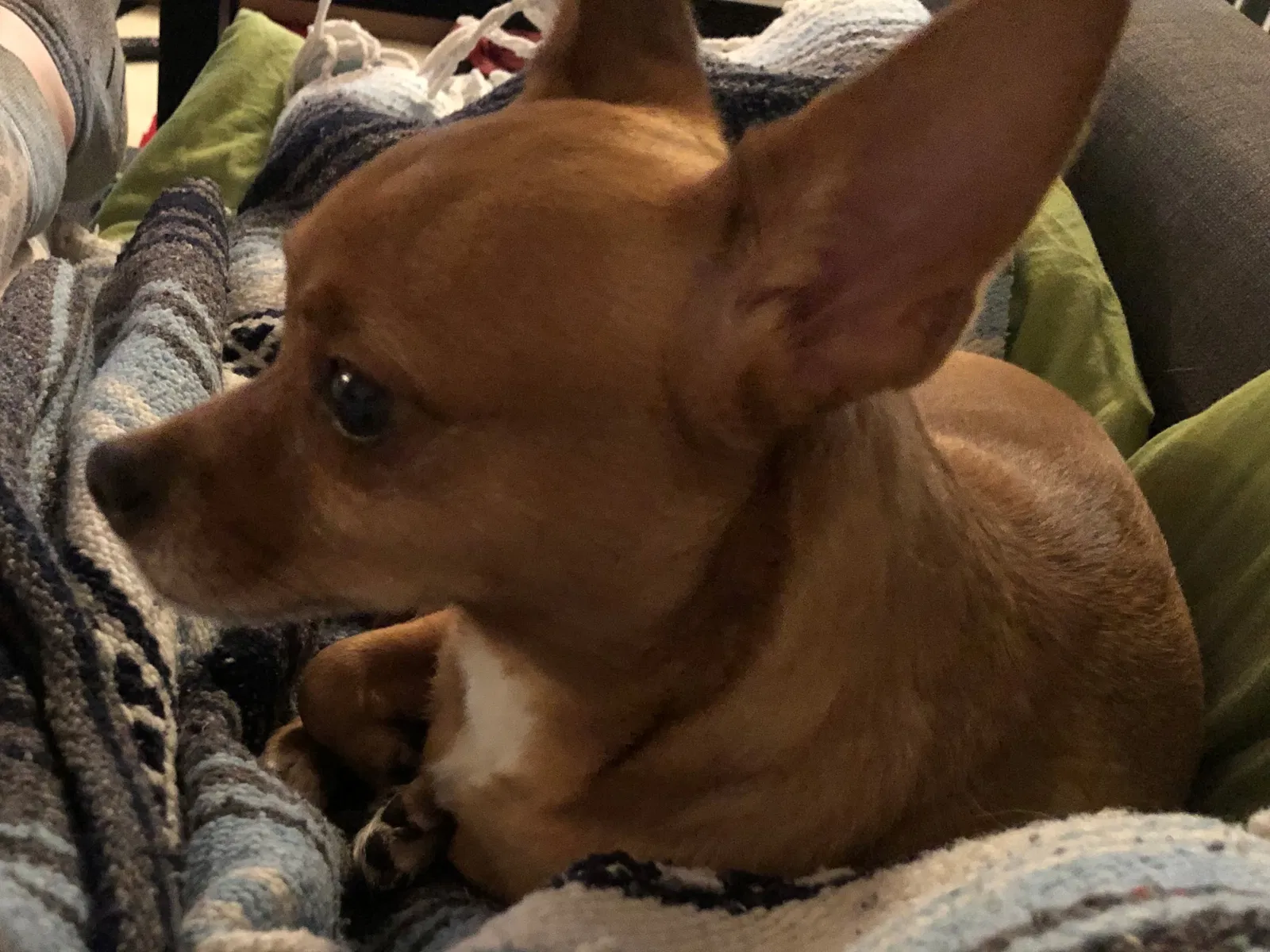 Lost dog in Orlando, FL, 32811