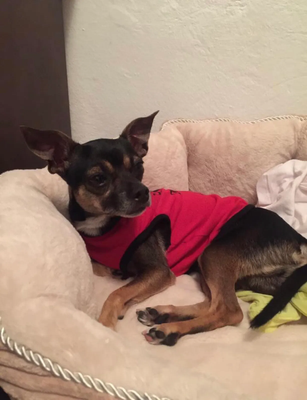 Lost dog in El Paso, TX, 79938