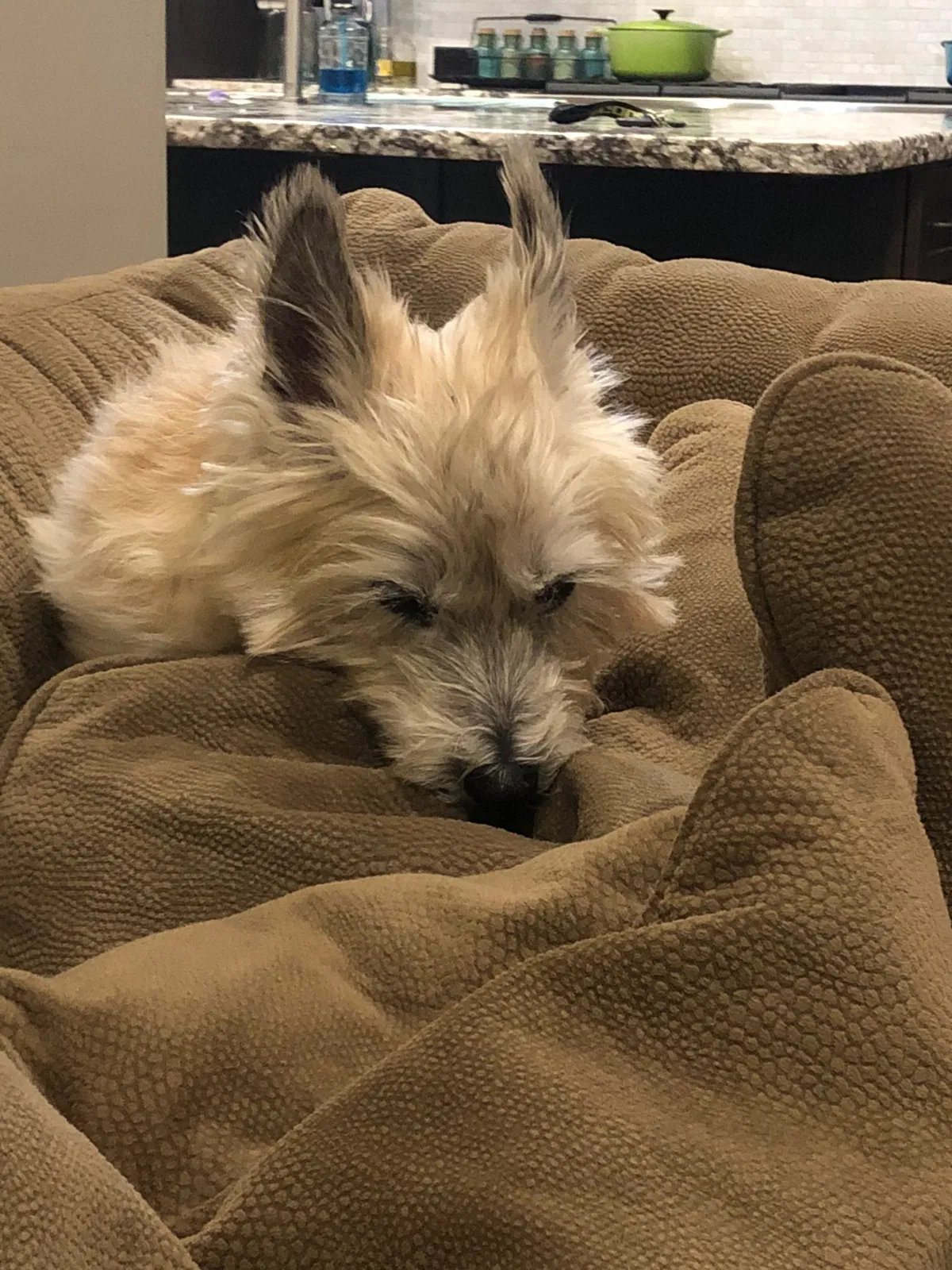 Lost dog in Rio Linda, CA, 95673