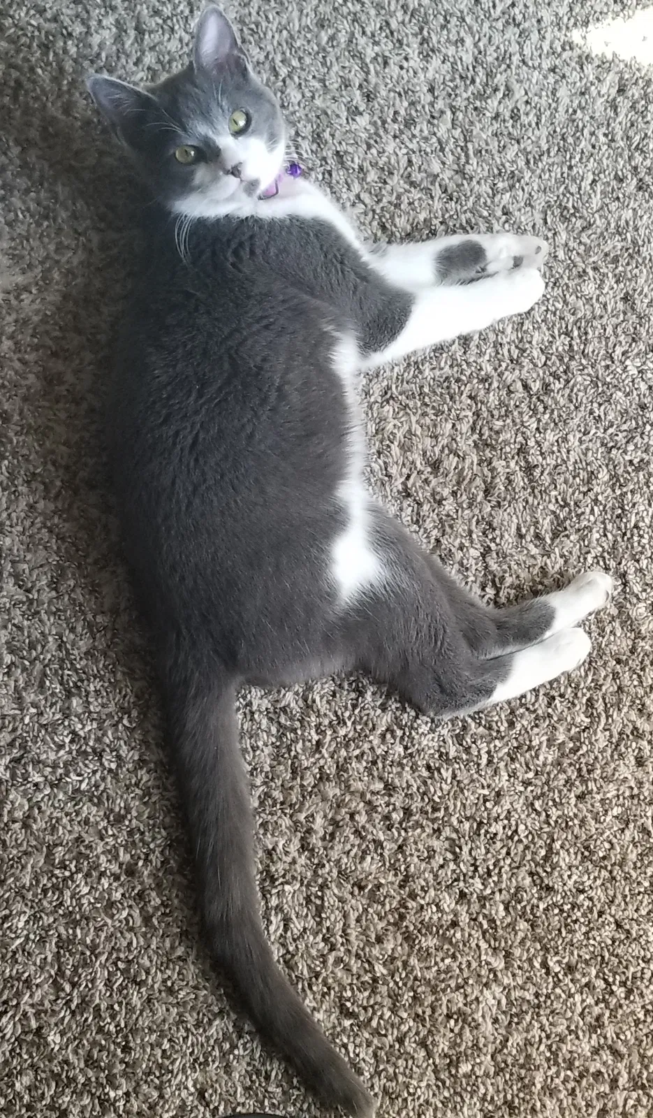 Lost cat in Rio Rancho, NM, 87124