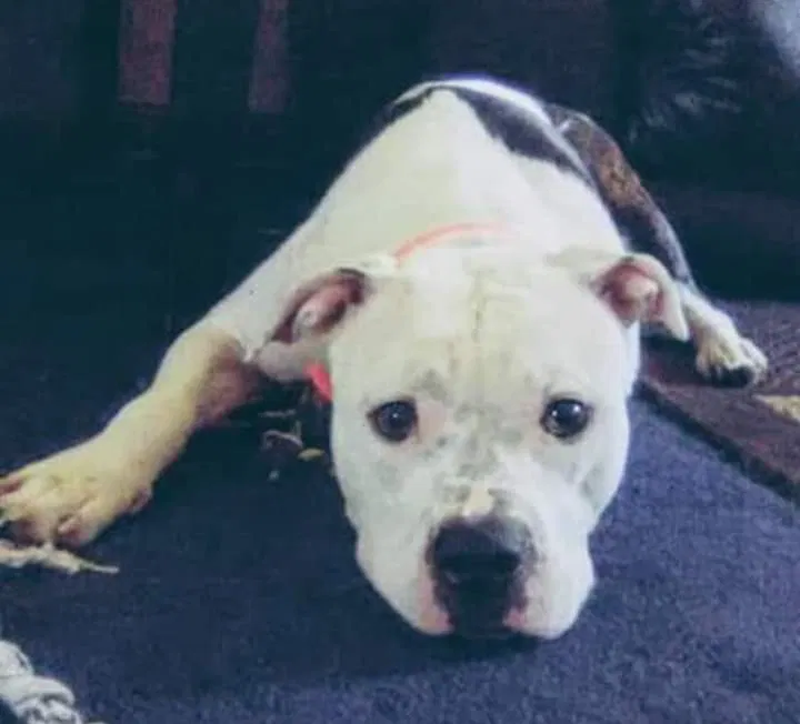 Lost dog in Davenport, IA, 52804
