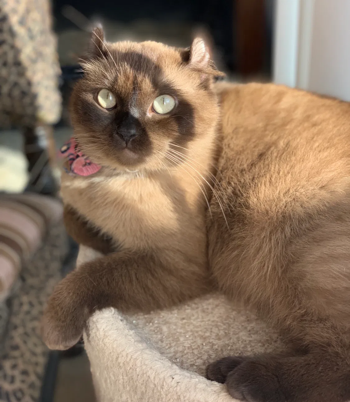 Lost cat in Huntington Beach, CA, 92649