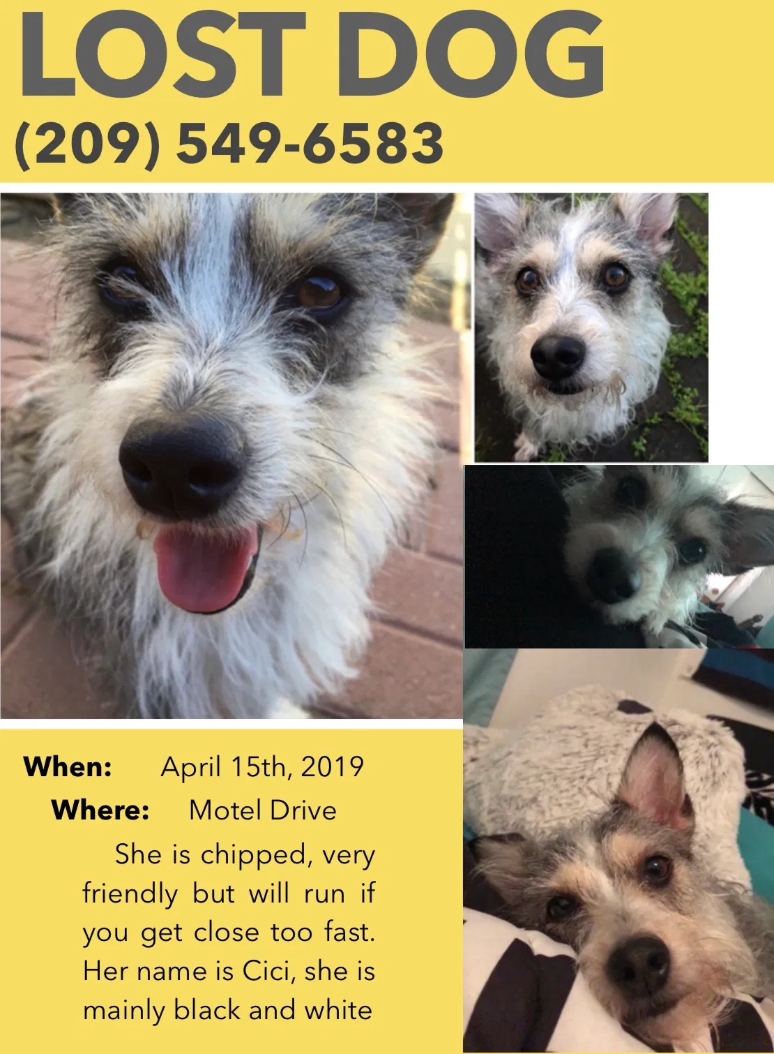 Lost dog in Merced, CA, 95341