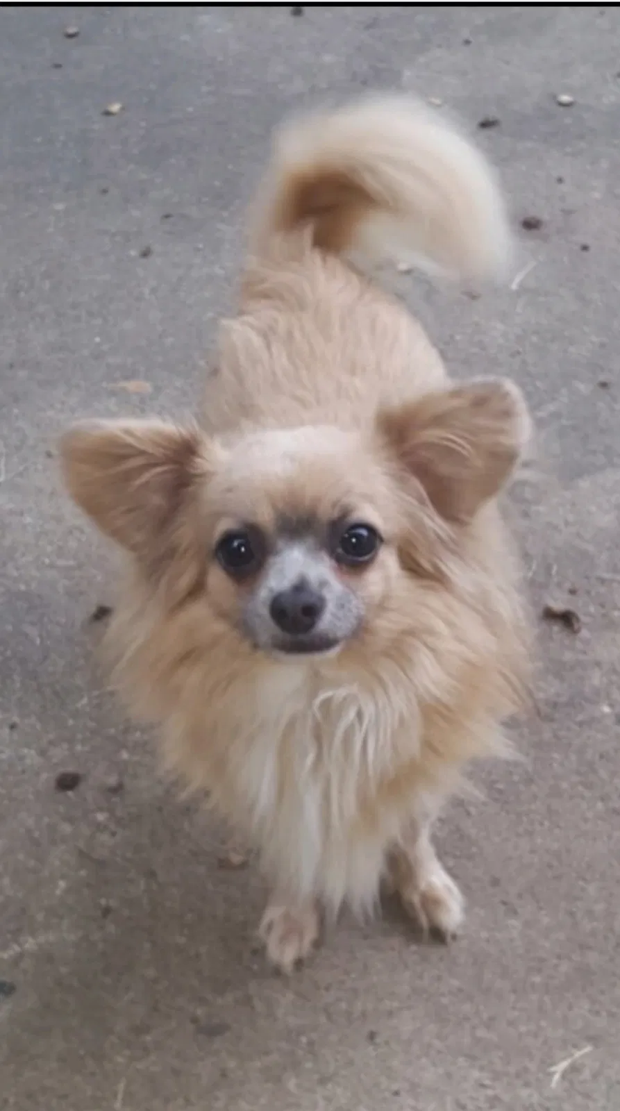 Lost dog in Hot Springs National Park, AR, 71913